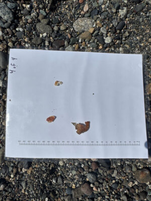 a white tablet on a rocky surface (MyCoast AI)