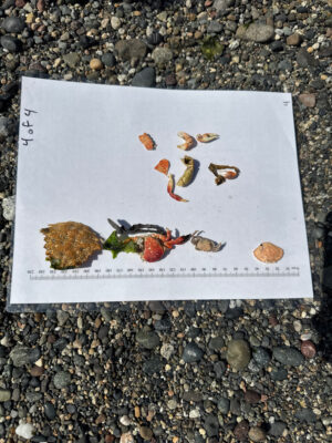 a picture of a group of butterflies on a rock (MyCoast AI)