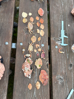 a wood board with food on it (MyCoast AI)