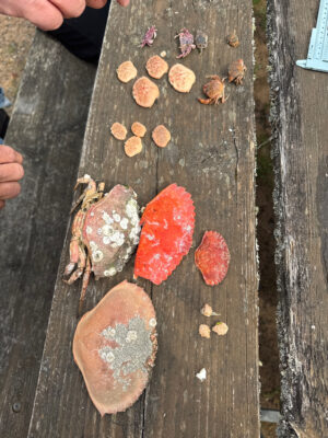 a group of red and white objects on a wooden surface (MyCoast AI)