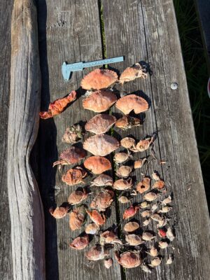a group of brown leaves on a wooden surface (MyCoast AI)