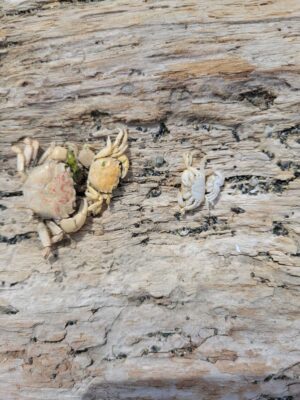 a group of bones on a wood surface (MyCoast AI)