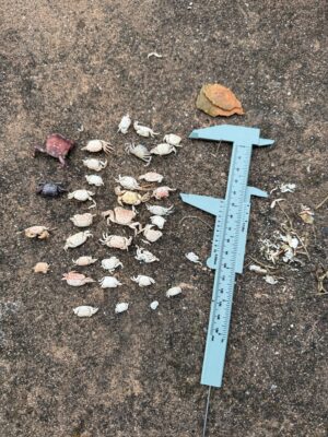 a blue shovel on the ground (MyCoast AI)