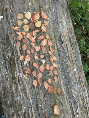 a tree trunk with many cut logs (MyCoast AI)
