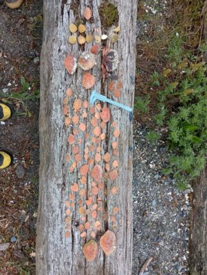 a tree trunk with a stick stuck in it (MyCoast AI)