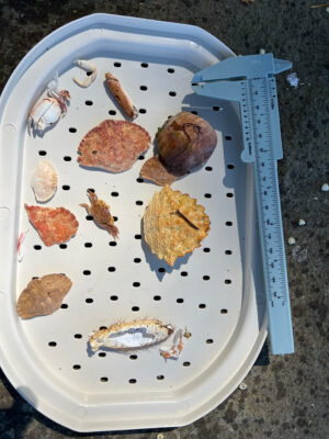 a plate of cookies (MyCoast AI)