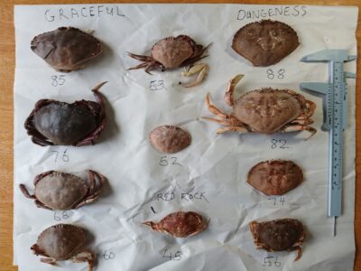 a group of snails (MyCoast AI)