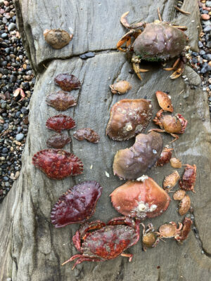 a group of red and brown leaves (MyCoast AI)