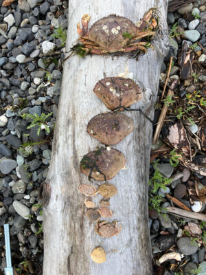 a tree trunk with a group of mushrooms growing on it (MyCoast AI)