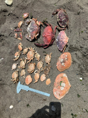 a pile of seashells on the sand (MyCoast AI)
