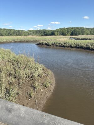a river with a bush in the middle (MyCoast AI)