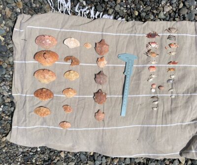 a cookie with a knife on it (MyCoast AI)