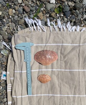 a group of cookies on a table (MyCoast AI)