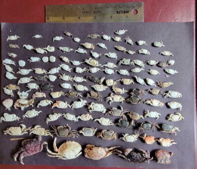 a pile of rocks (MyCoast AI)