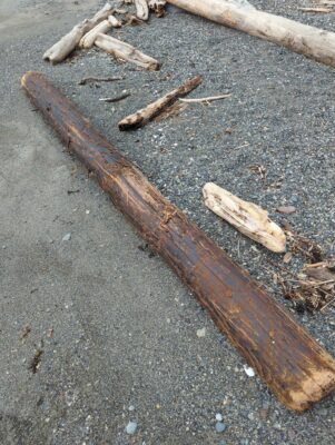 a group of sticks on the ground (MyCoast AI)