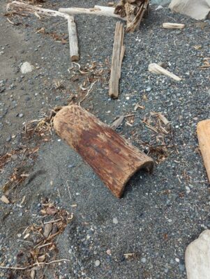a log on the ground (MyCoast AI)