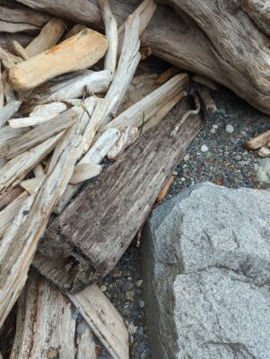a pile of cut wood (MyCoast AI)