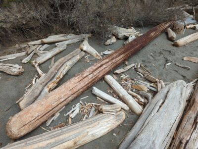 a pile of cut wood (MyCoast AI)