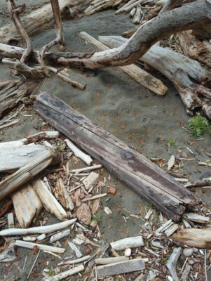a pile of wood (MyCoast AI)