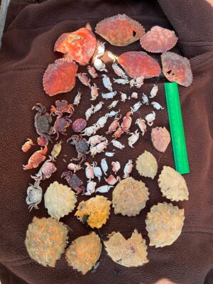 a pile of colorful objects (MyCoast AI)