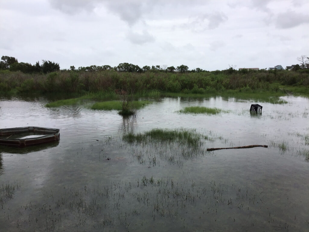 a dog in a river (MyCoast AI)