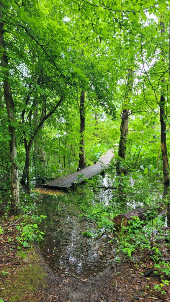 a wooden bridge in a forest (MyCoast AI)