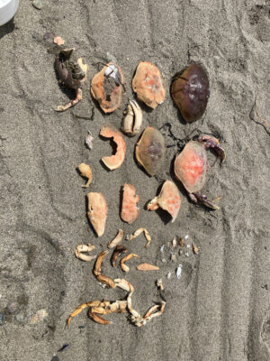 a group of sea shells (MyCoast AI)