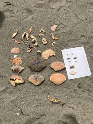 a group of shells on a beach (MyCoast AI)