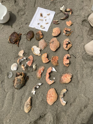 a group of rocks on the ground (MyCoast AI)