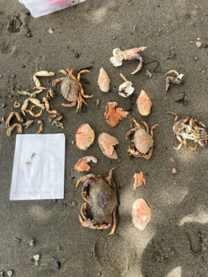 a group of sea shells on the ground (MyCoast AI)