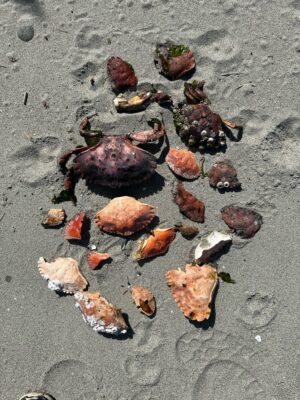 a group of rocks on the ground (MyCoast AI)