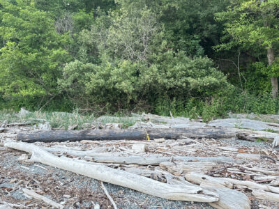a large pile of logs (MyCoast AI)