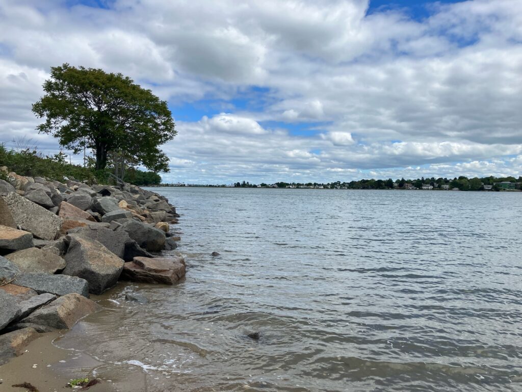 a rocky shore with a tree and water in the background (MyCoast AI)