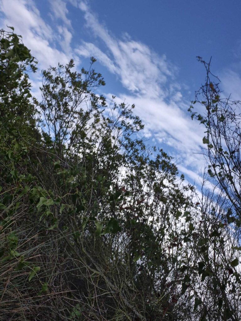 a group of trees (MyCoast AI)