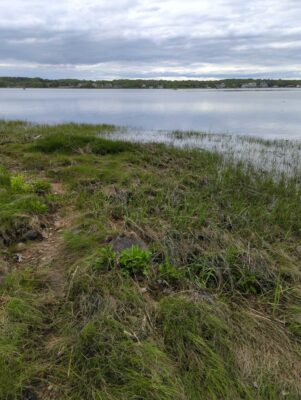 a grassy area next to a body of water (MyCoast AI)