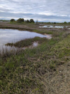 a marshy area with a small pond in it (MyCoast AI)
