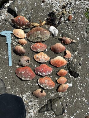a group of rocks on the ground (MyCoast AI)