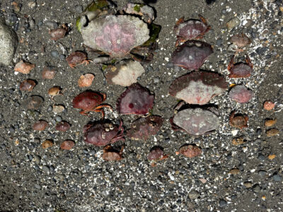 a close up of some rocks (MyCoast AI)