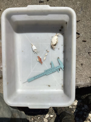 a white container with a blue object in it (MyCoast AI)