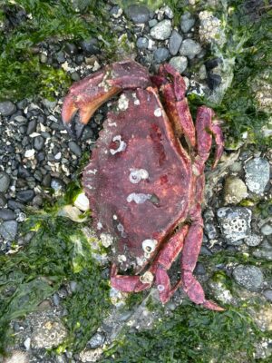 a red leaf on rocks (MyCoast AI)