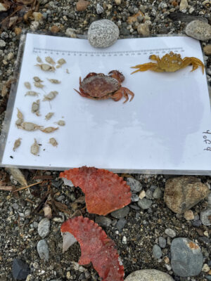 a white plate with brown and black insects on it (MyCoast AI)