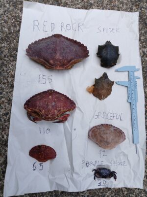 a group of different colored rocks (MyCoast AI)