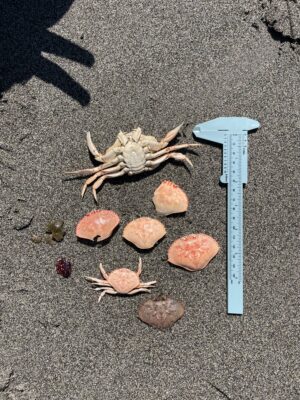 a crab on the ground (MyCoast AI)