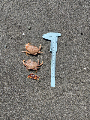 a group of birds on the ground (MyCoast AI)