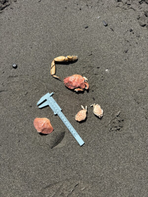 a group of objects on the ground (MyCoast AI)