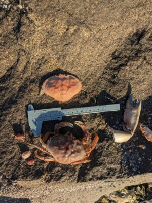 a crab on the ground (MyCoast AI)