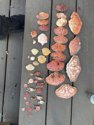 a group of meat on a wooden surface (MyCoast AI)