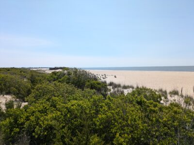 a landscape with trees and bushes (MyCoast AI)