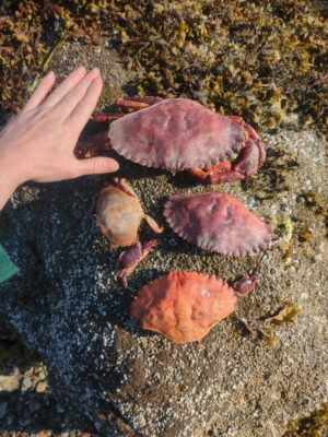 a hand holding a group of red mushrooms (MyCoast AI)