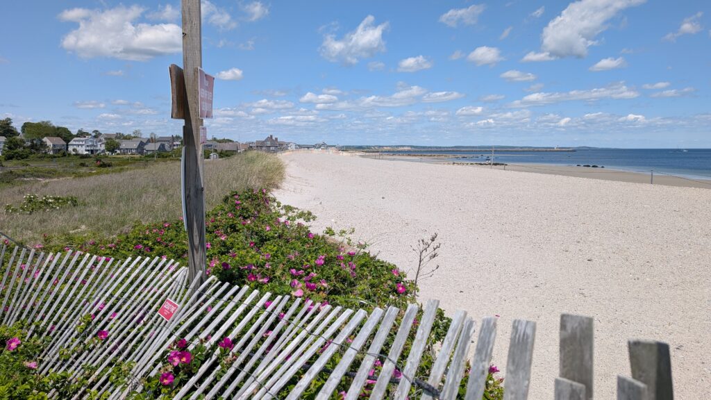 a beach with flowers and a fence (MyCoast AI)